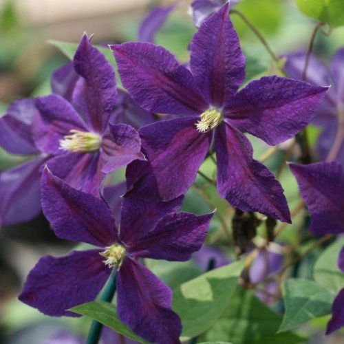 Clematis 'Jackmanii'