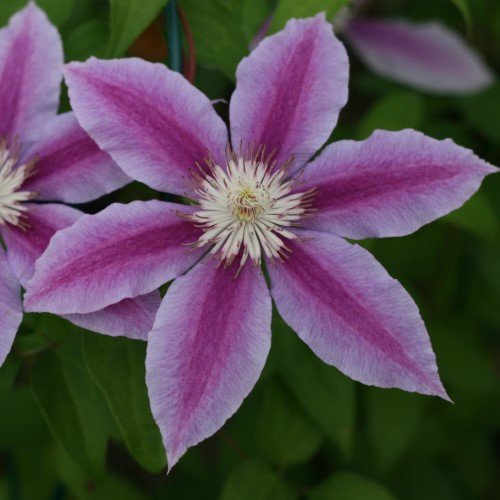 Clematis 'Dr. Ruppel'