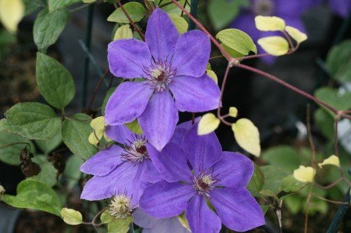 Clematis 'Elsa Spaeth'