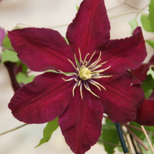 Clematis 'Niobe'
