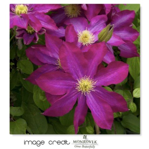 Clematis 'Pink Champagne'