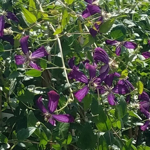 Clematis 'Sweet Summer Love' (PW)