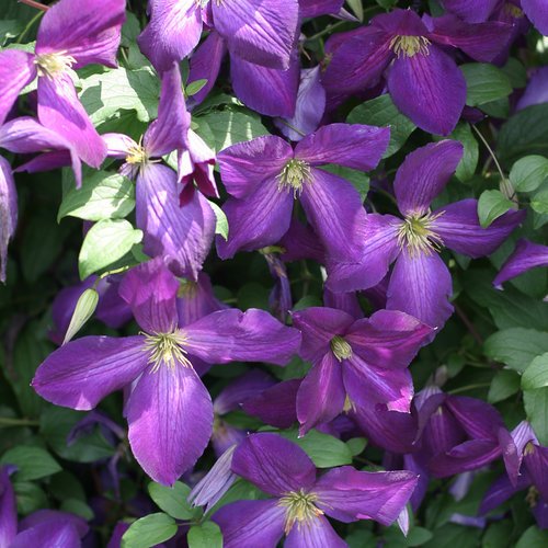 Clematis 'Happy Jack Purple' (PW)