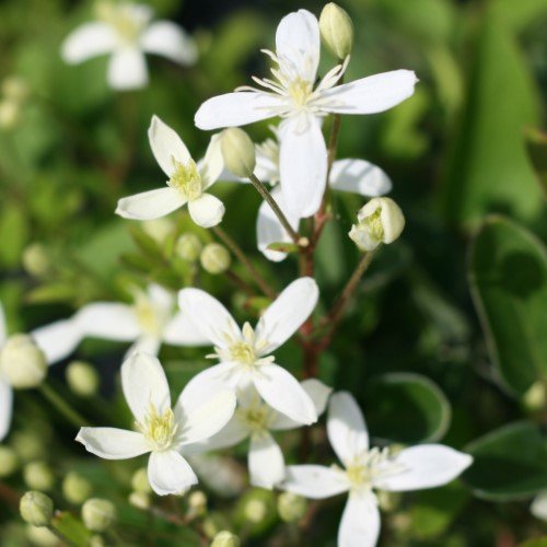 Clematis 'Sweet Autumn'