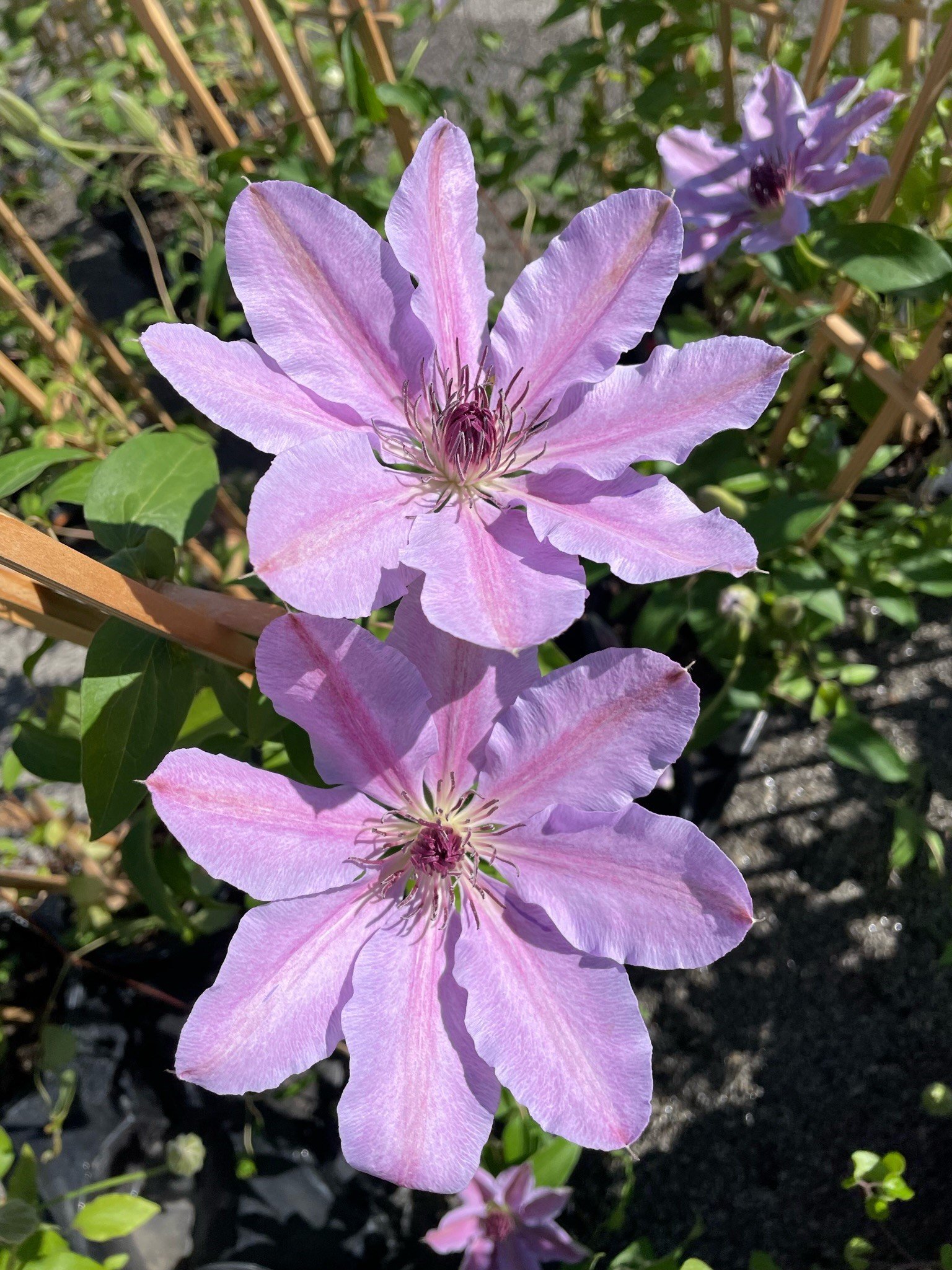Clematis 'Nelly Moser'