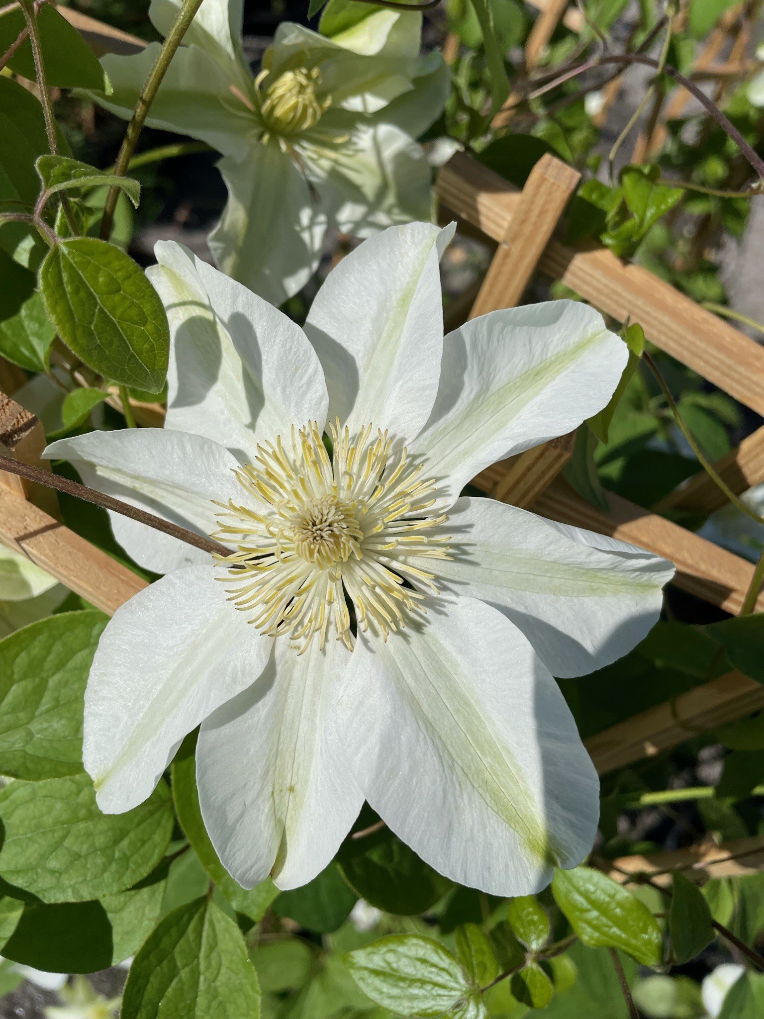 Clematis 'Guernsey Cream'