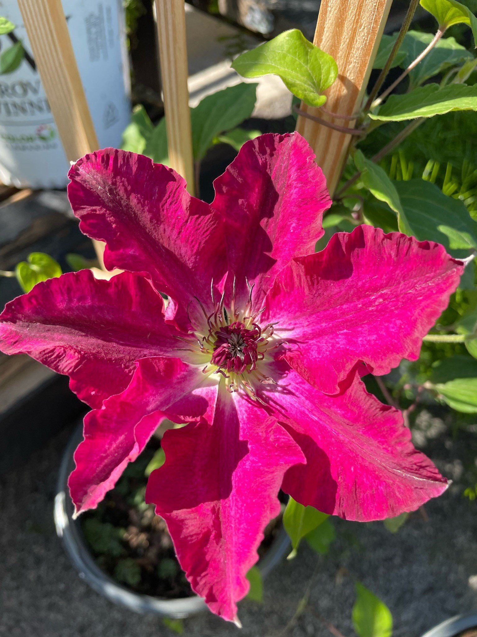 Clematis 'Viva Polonia'