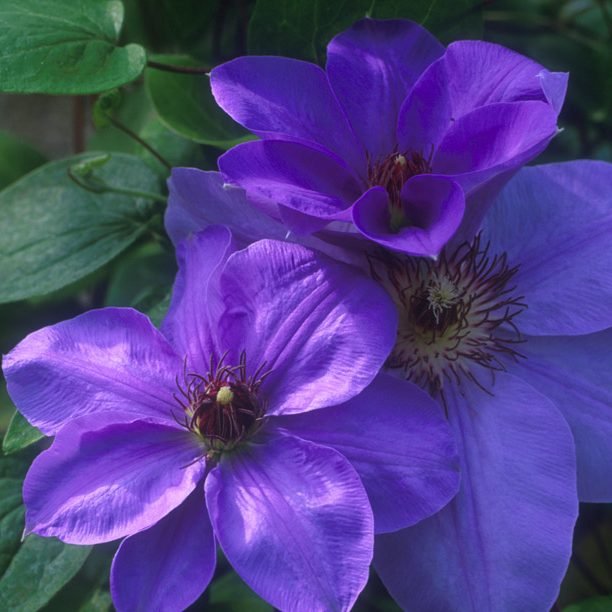 Clematis 'Ramona'