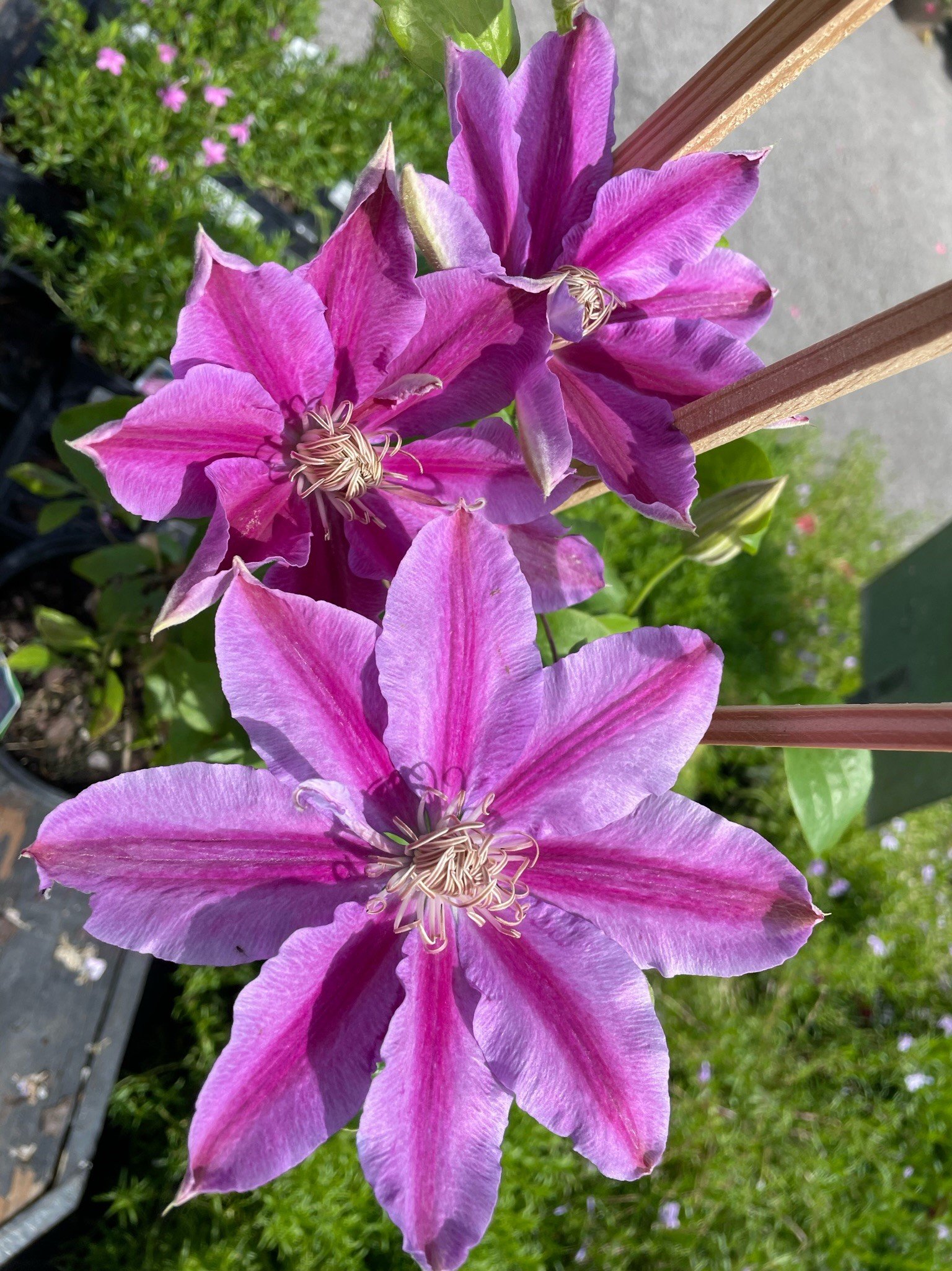 Clematis 'Bee's Jubilee'
