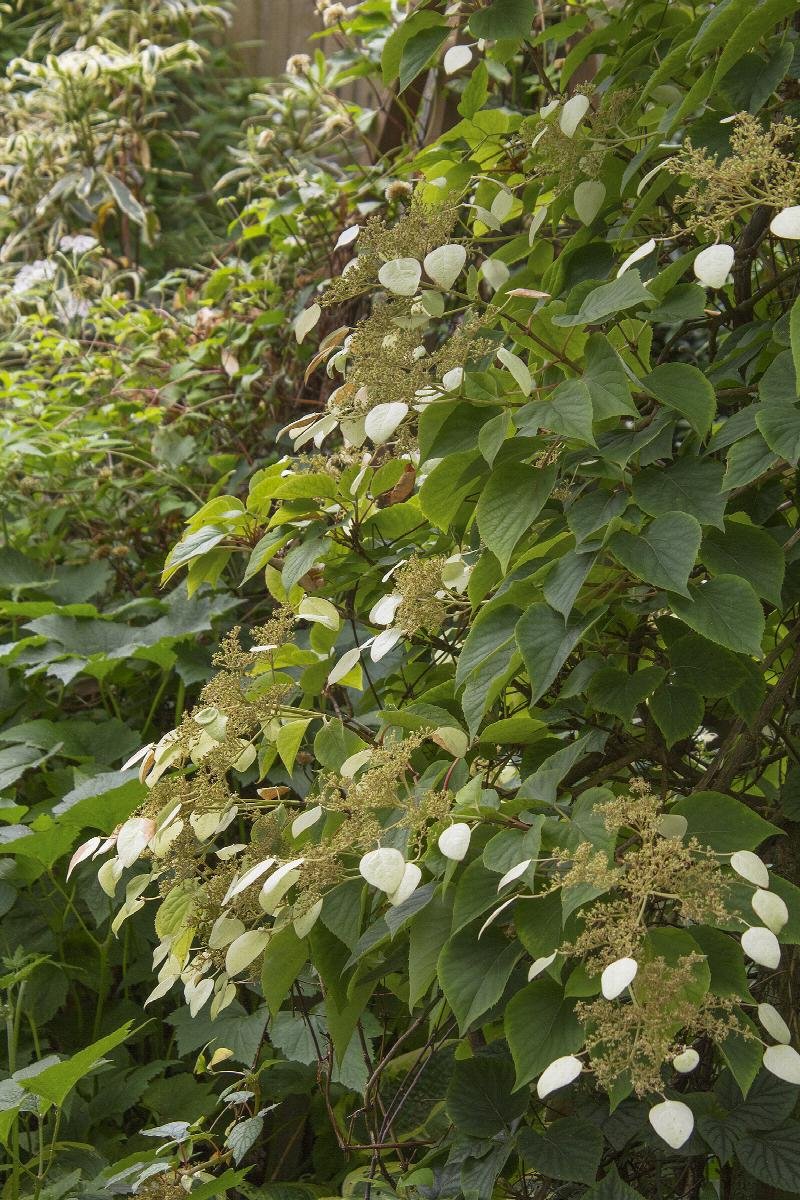 Climbing Hydrangea Vine 'Moonlight'