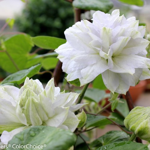 Clematis 'Diamond Ball' (PW)