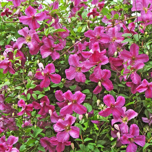 Clematis 'Pink Mink' (PW)