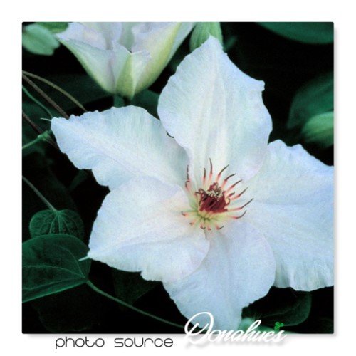 Clematis 'Snow Queen'